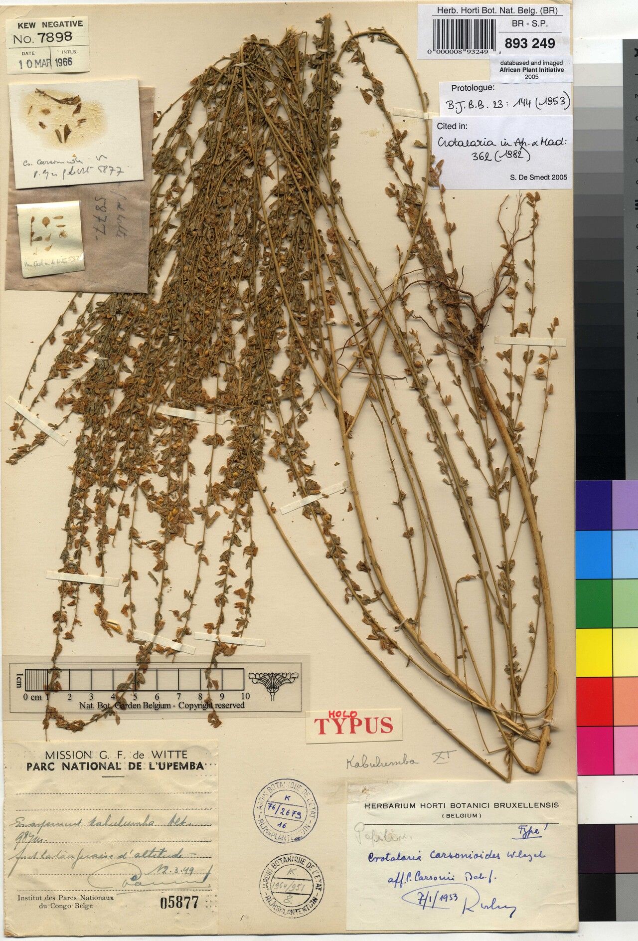 Crotalaria carsonioides — houseplant care guide