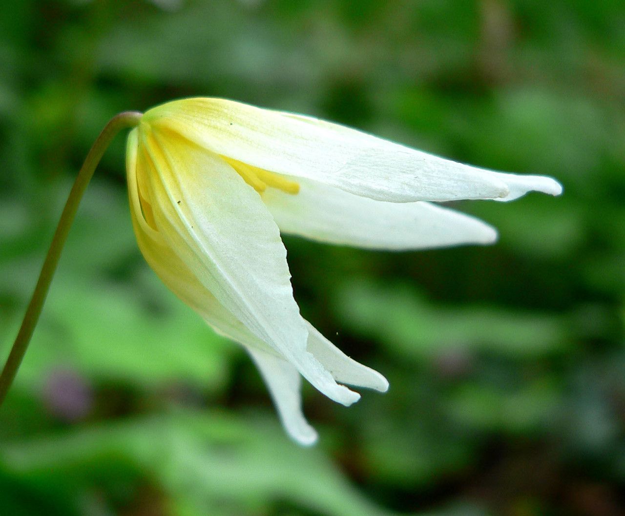 Erythronium helenae flower
