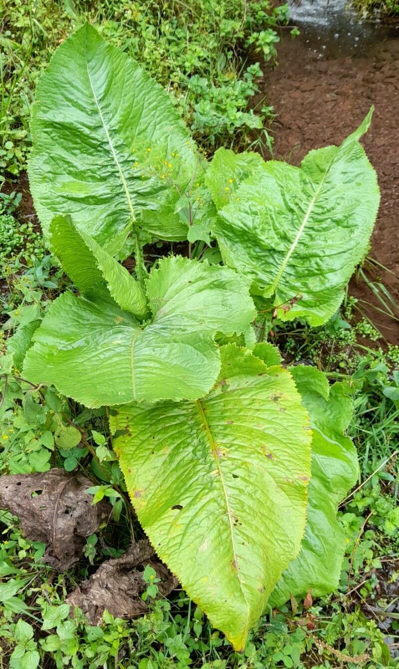 Senecio cremeiflorus habit