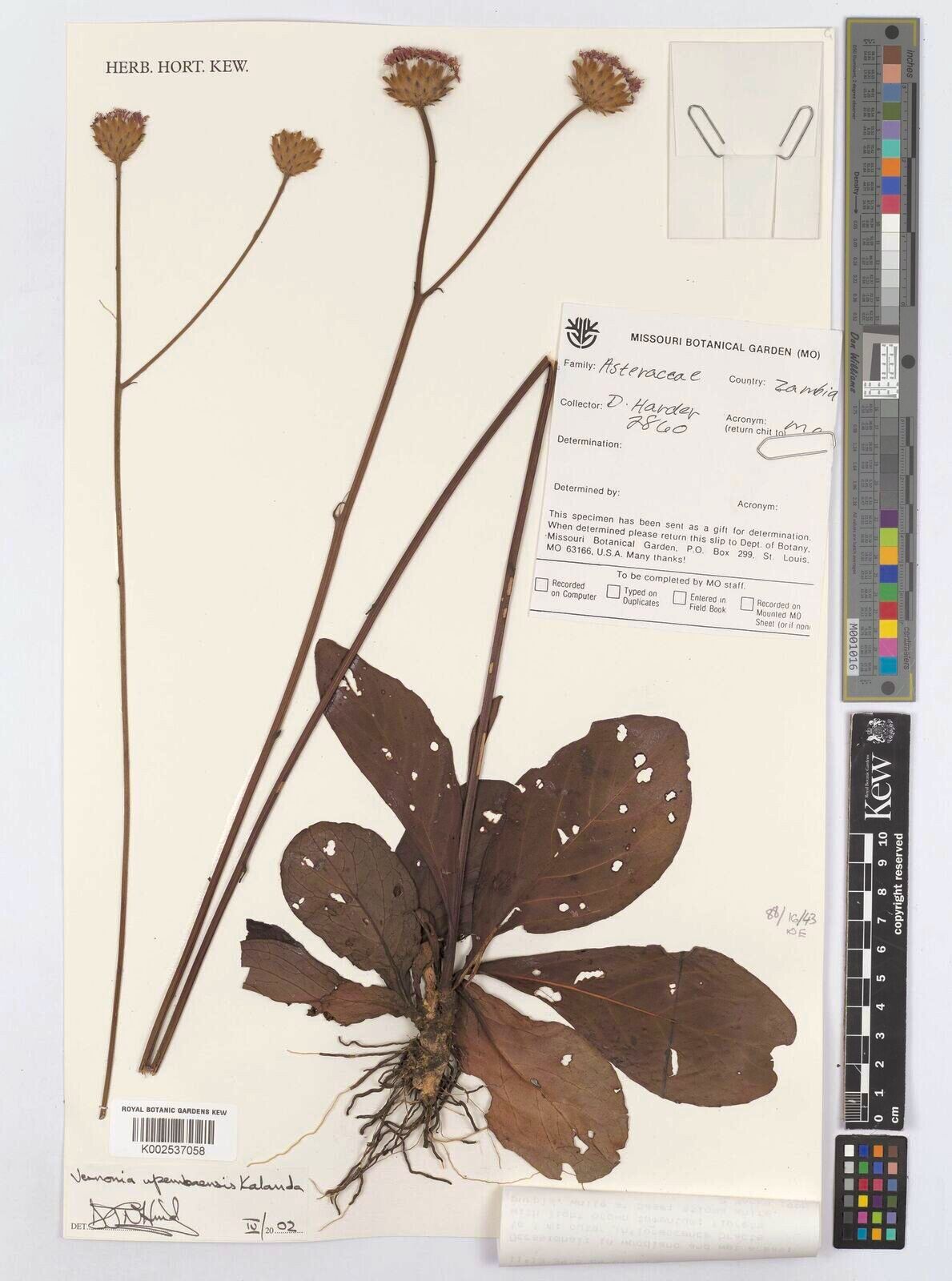 Vernonia upembaensis — houseplant care guide