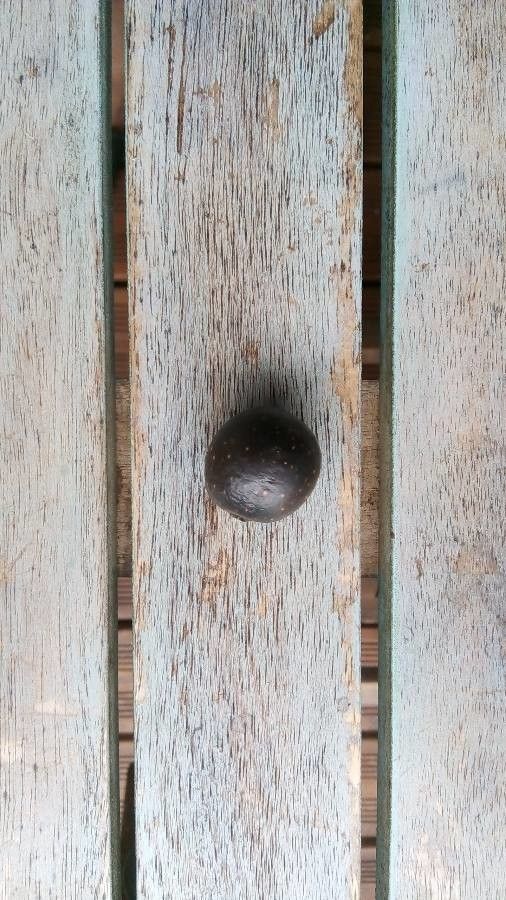 Vitex glabrata — search result for 'Vitex'