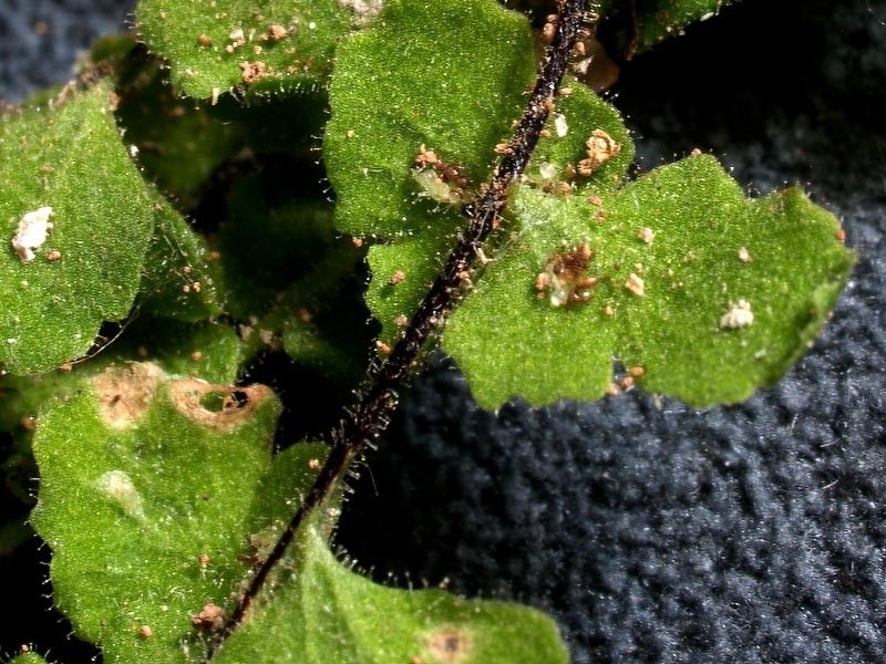 Asplenium petrarchae bark