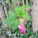Ribes sanguineum
