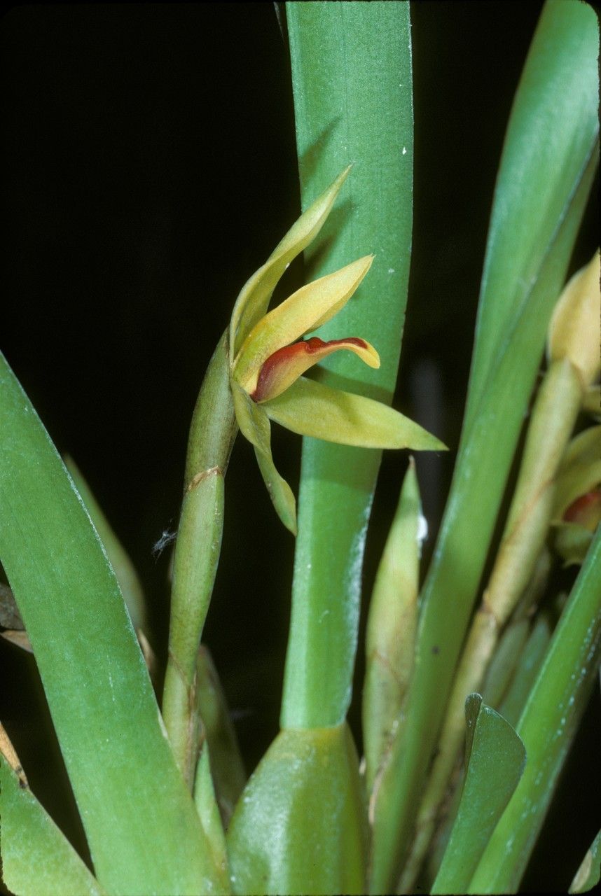 Maxillaria nasuta — search result for 'Maxillaria'