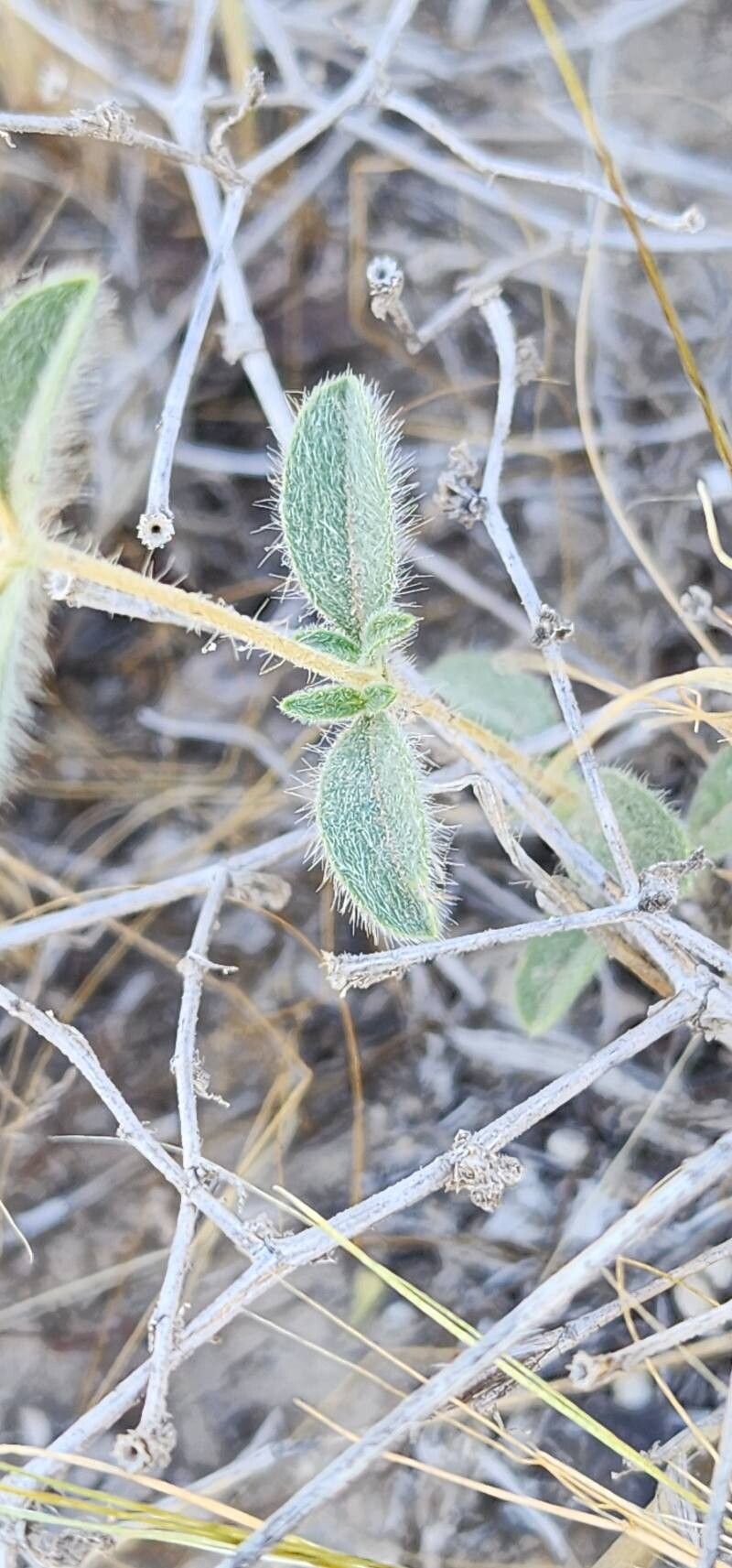 Lomelosia olivieri leaf