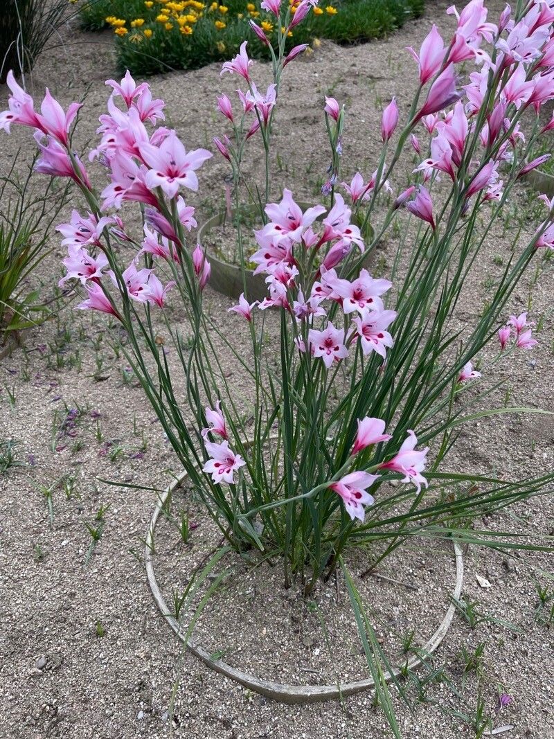 Gladiolus carneus flower