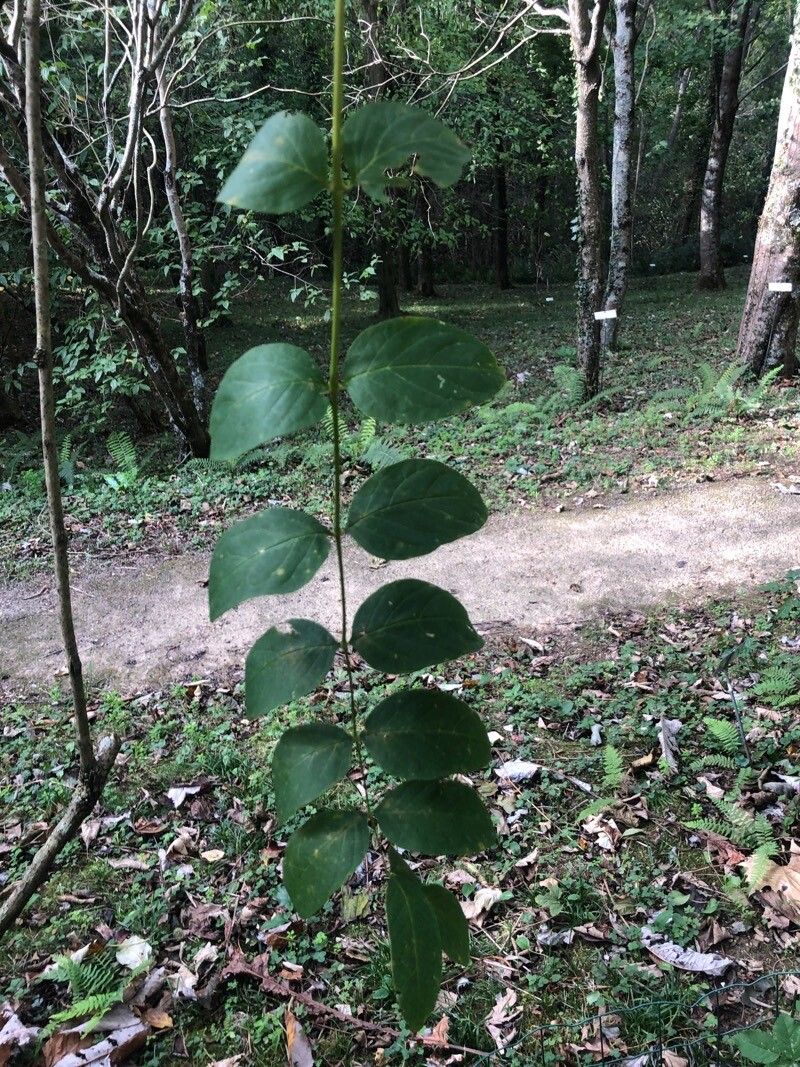 Decaisnea fargesii — houseplant care guide