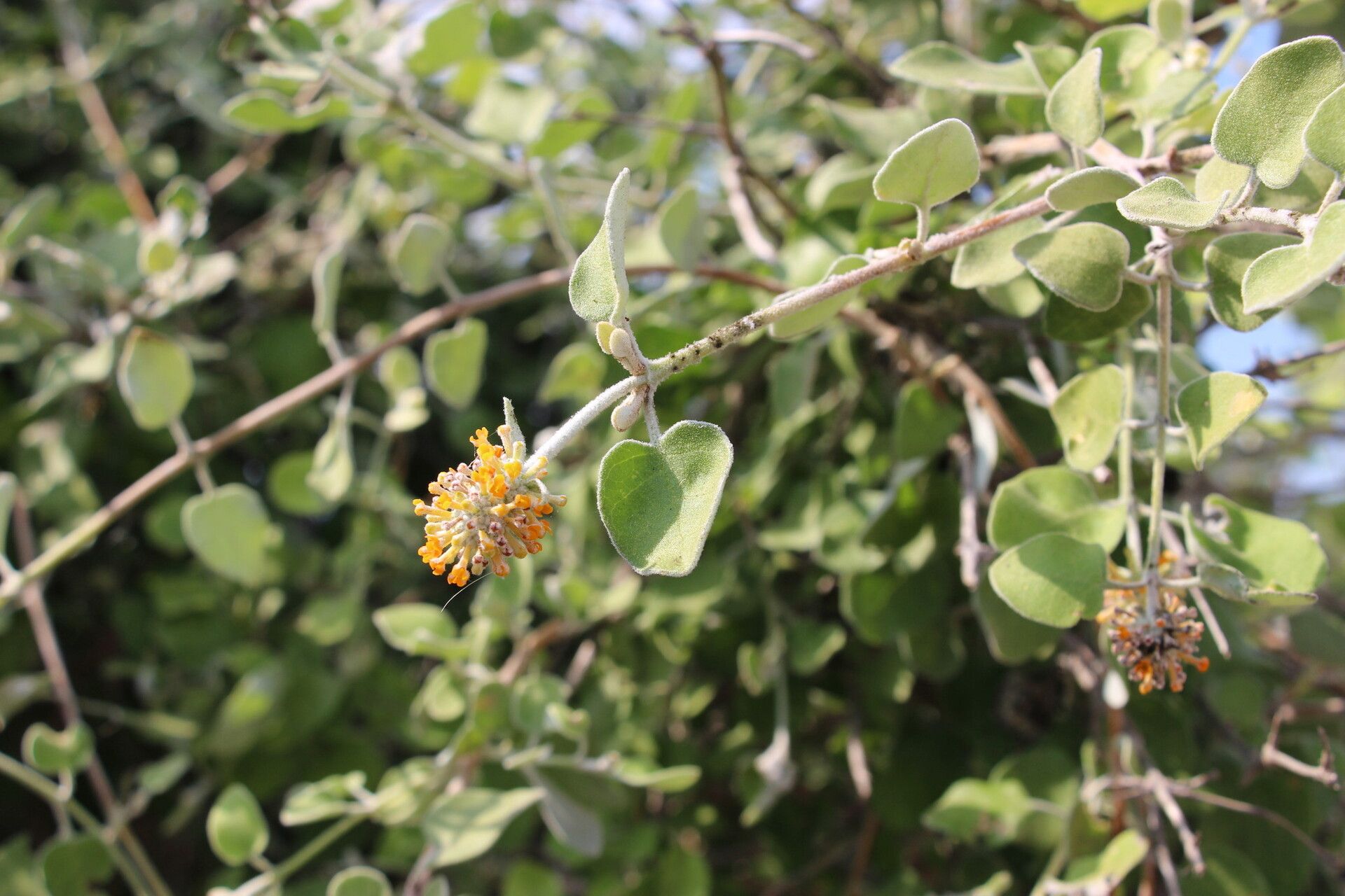 Buddleja fragifera — search result for 'Buddleja'