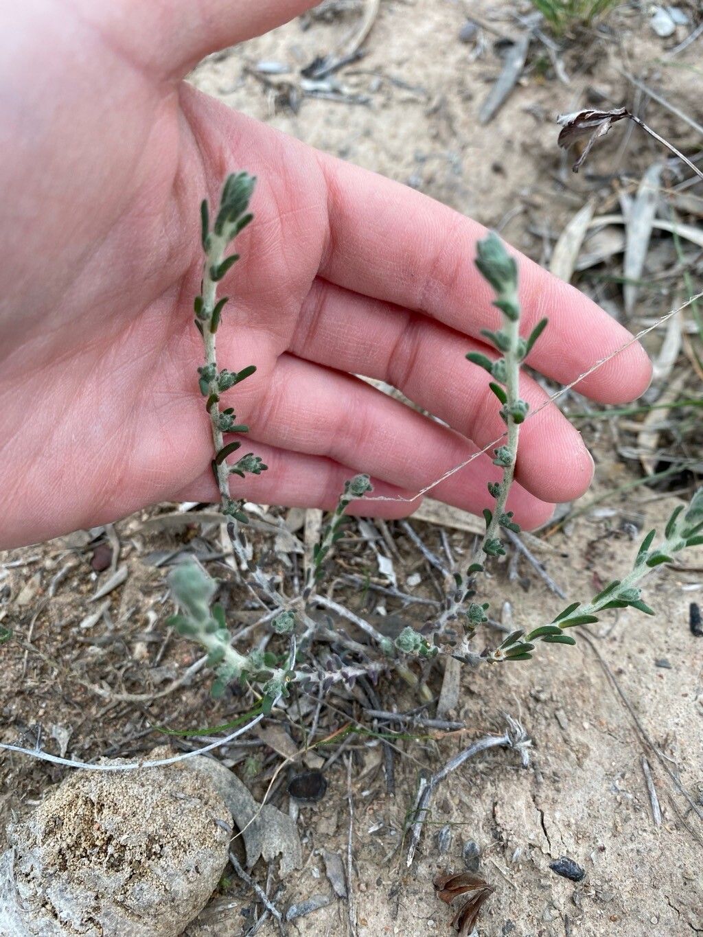Maireana ciliata — related species from the same genus