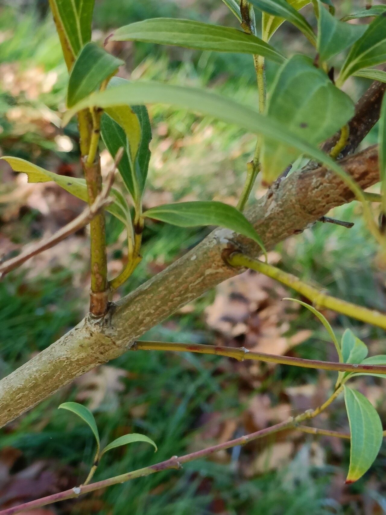 Cornus quinquenervis bark