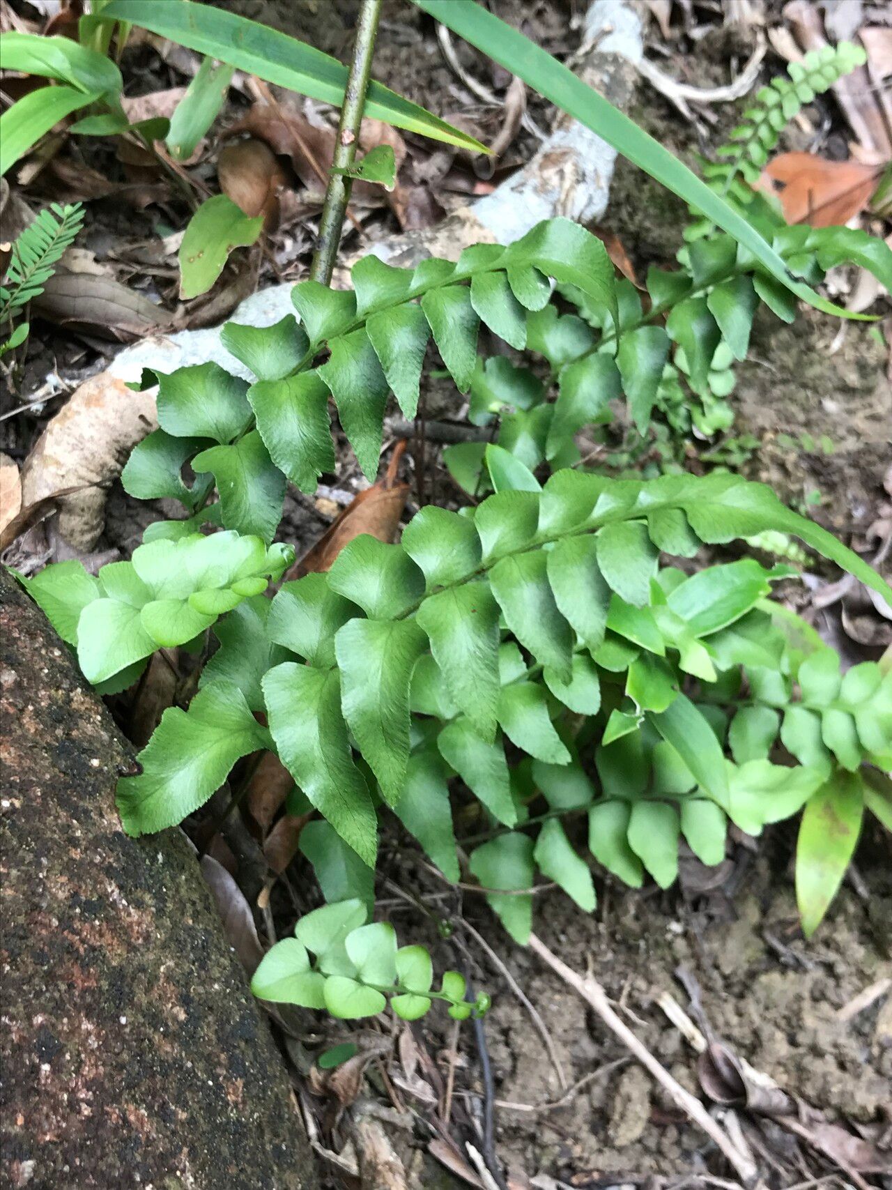 Lindsaea heterophylla — houseplant care guide