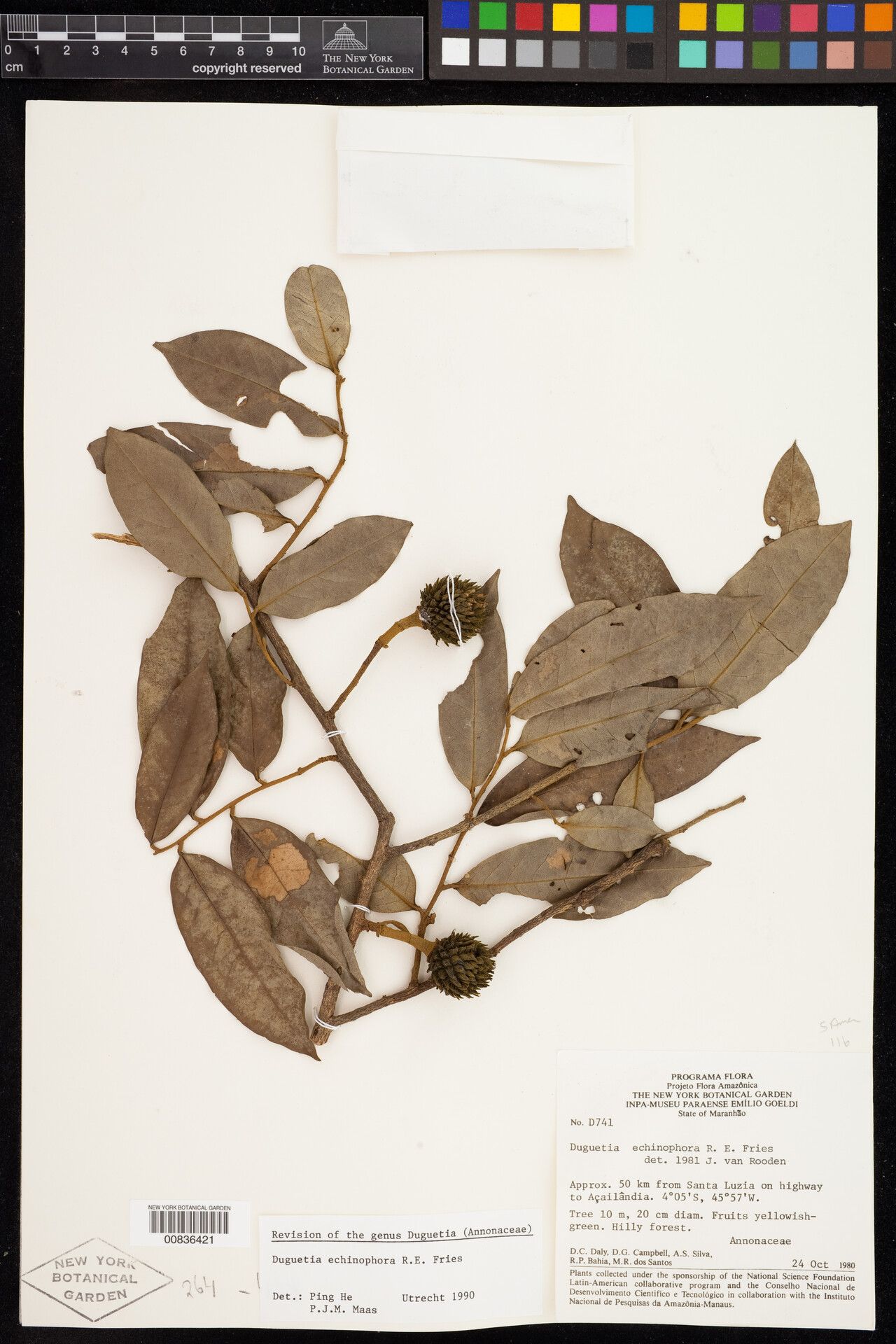 Duguetia echinophora fruit