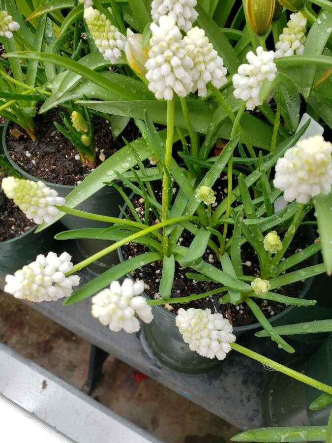 Muscari aucheri habit