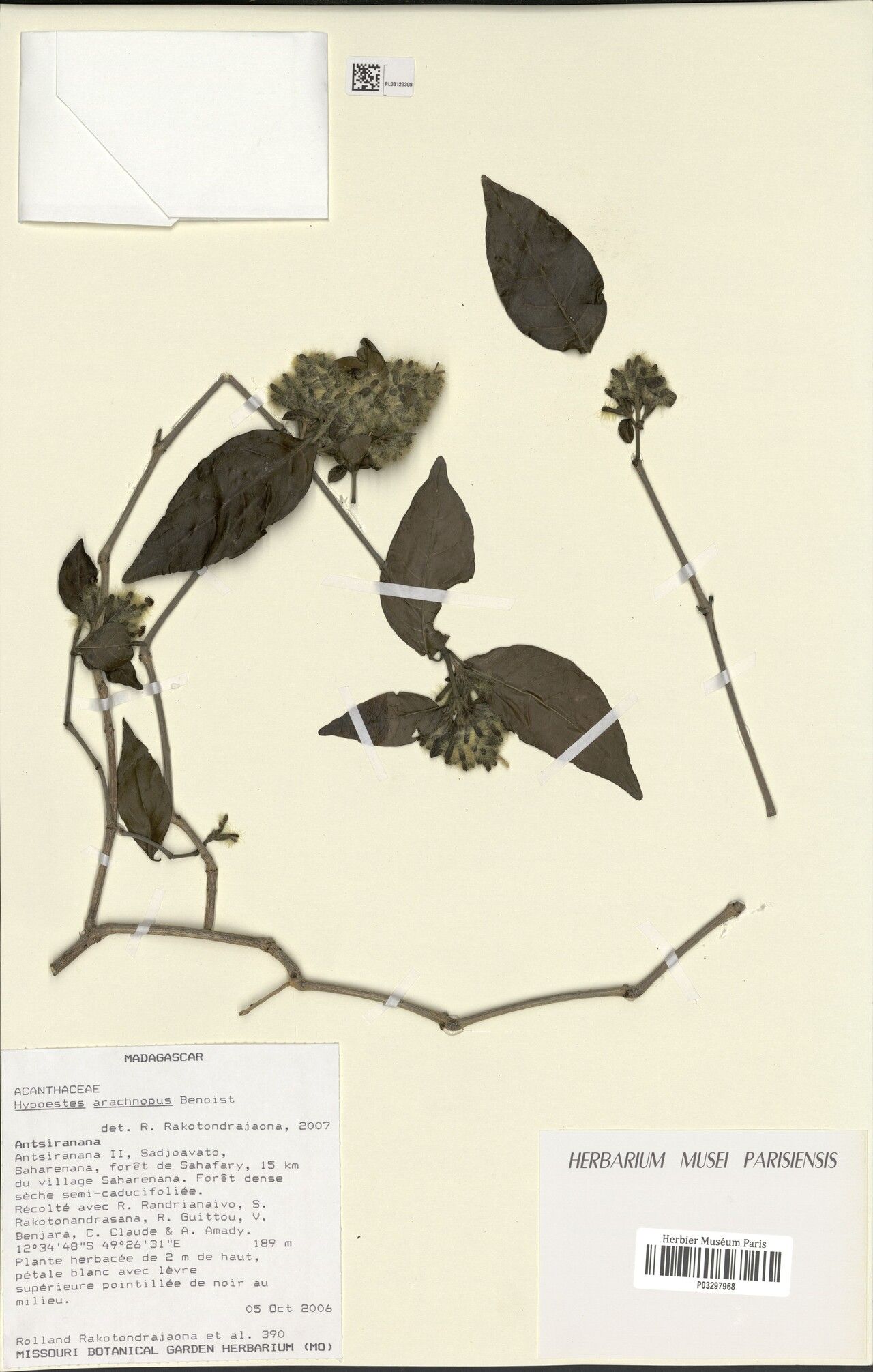 Hypoestes thomsoniana — houseplant care guide