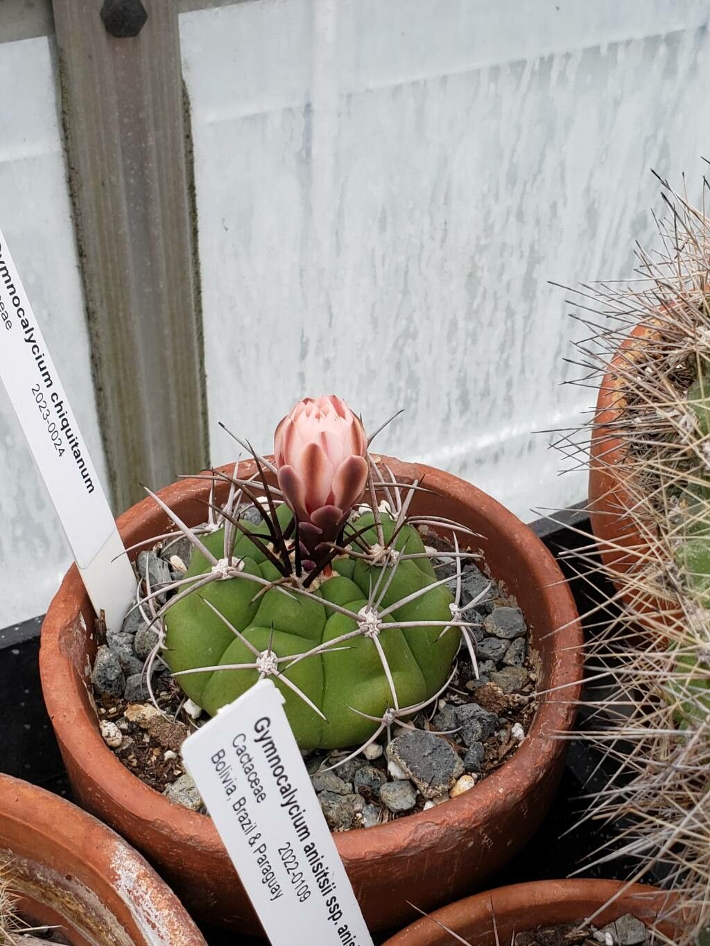 Gymnocalycium chiquitanum — search result for 'Gymnocalycium'