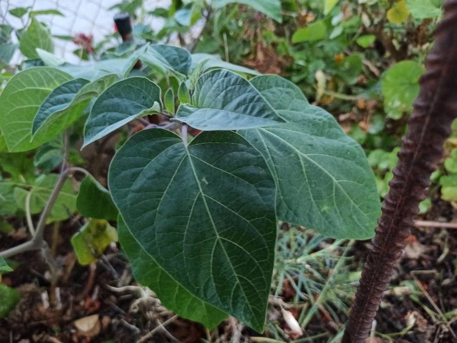Datura inoxia leaf