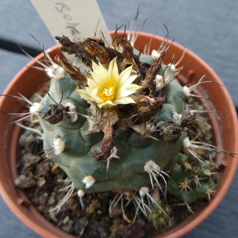 Turbinicarpus swobodae — houseplant care guide