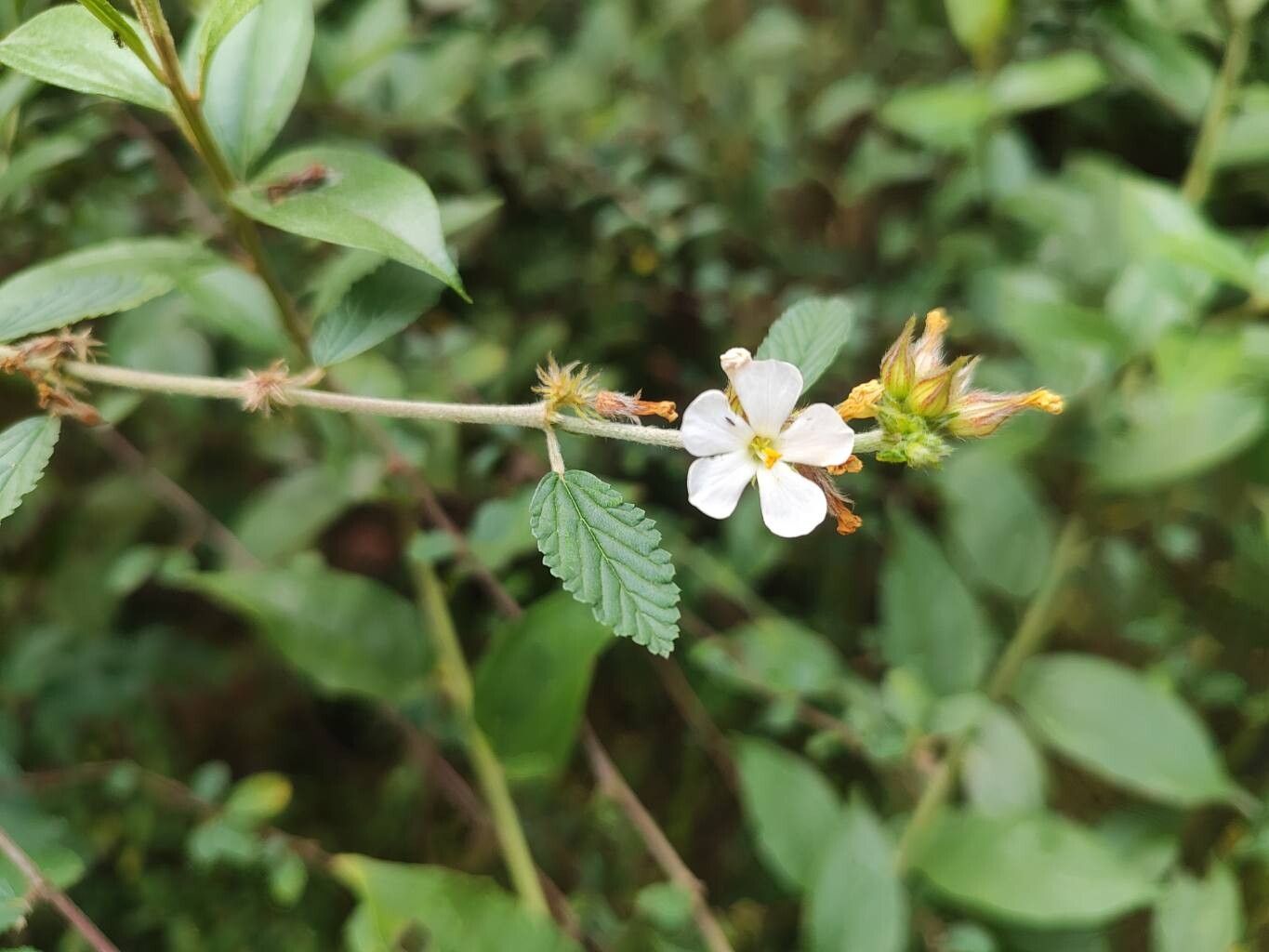 Melochia parvifolia flower