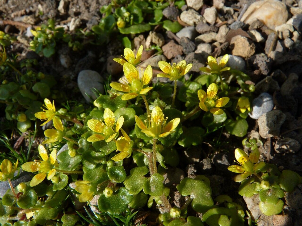 Saxifraga cymbalaria flower