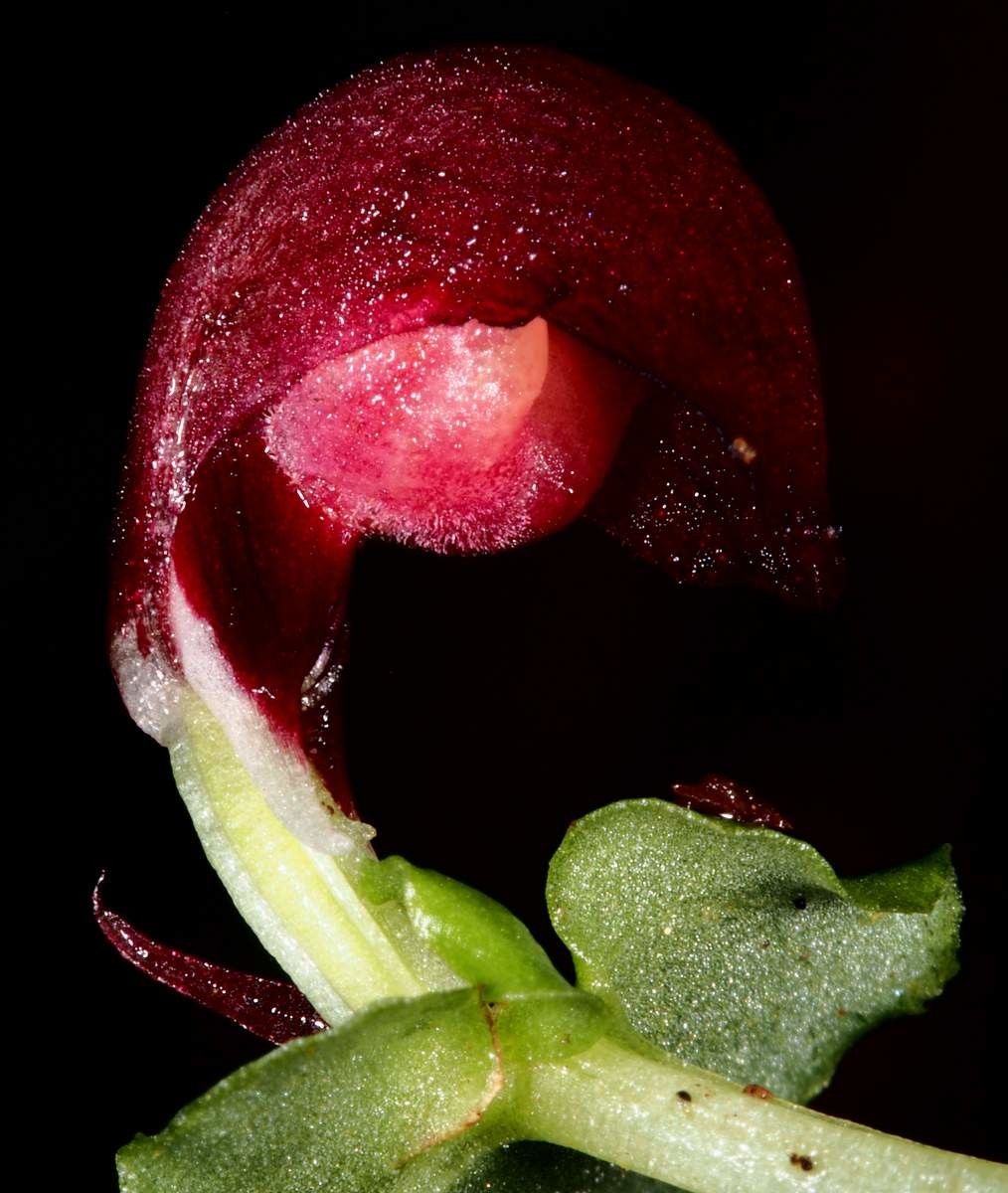 Corybas neocaledonicus fruit