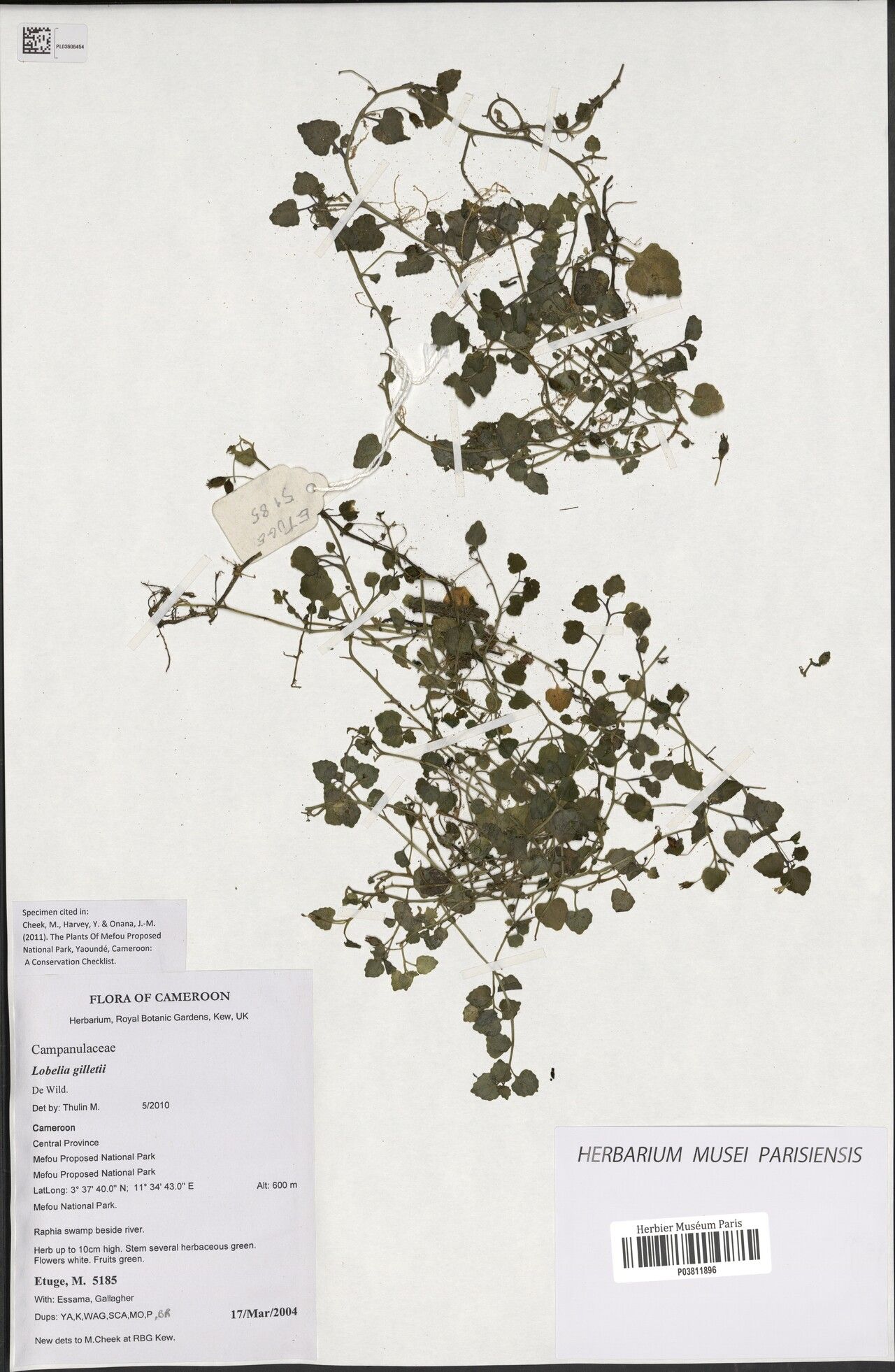 Lobelia gilletii — houseplant care guide