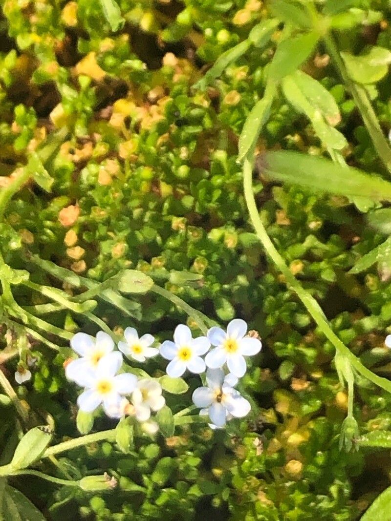 Myosotis stolonifera flower
