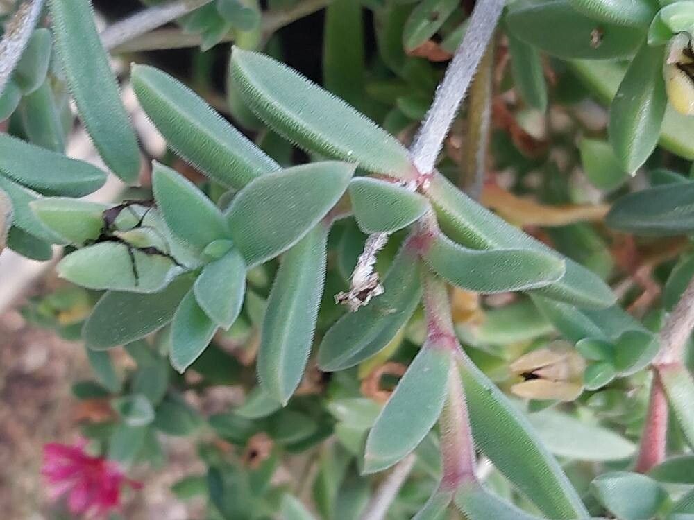 Delosperma vinaceum leaf
