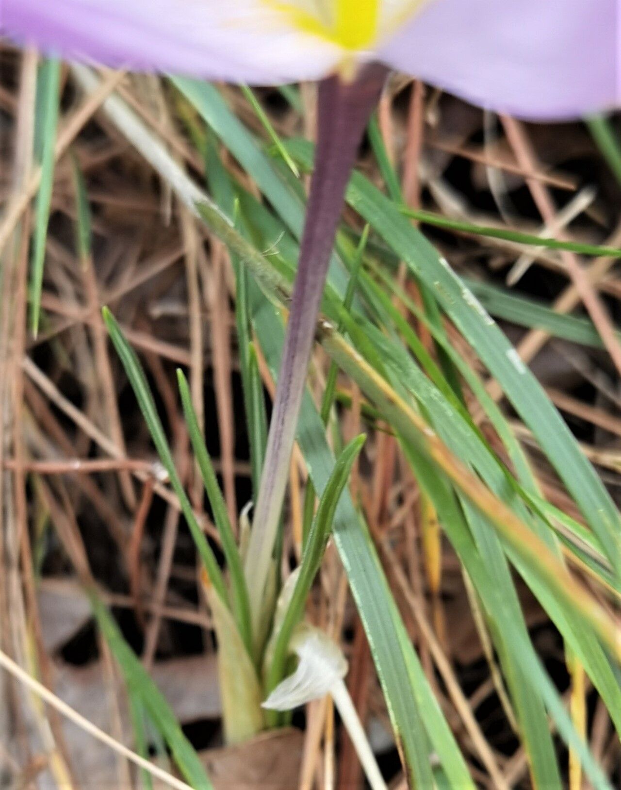 Crocus thomasii other
