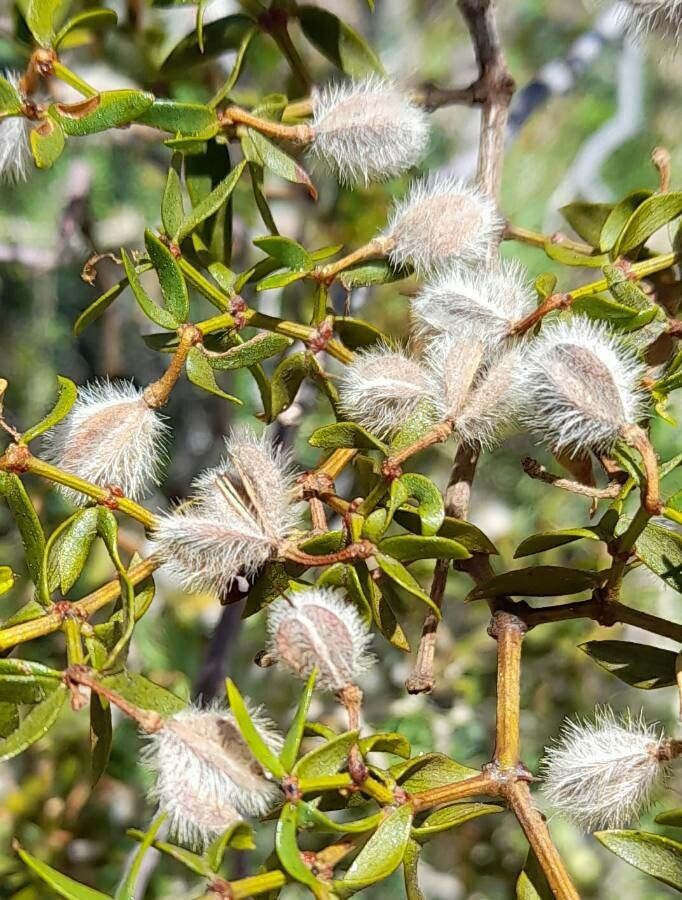 Larrea divaricata fruit