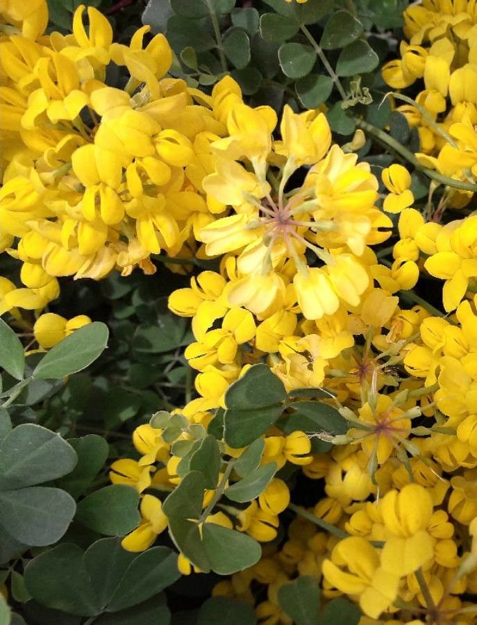 Coronilla valentina flower