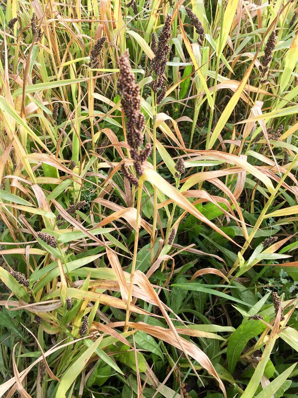 Echinochloa esculenta fruit