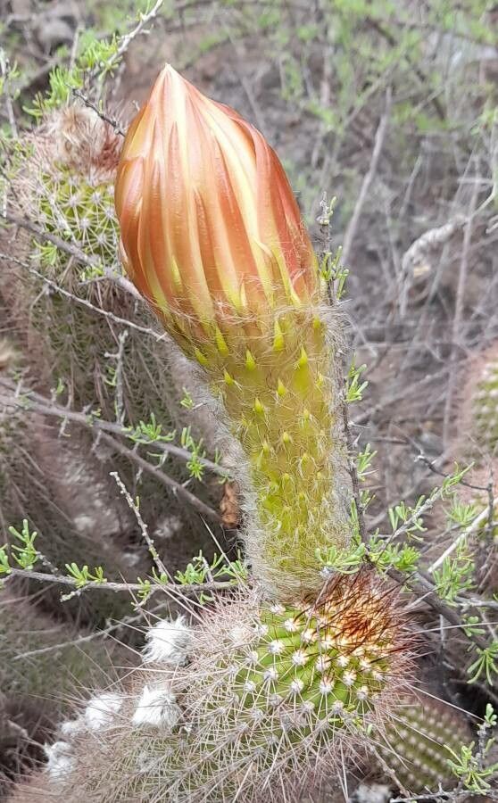 Echinopsis strigosa flower