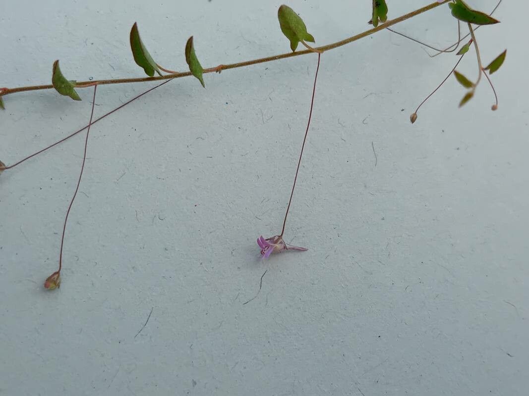 Kickxia cirrhosa flower