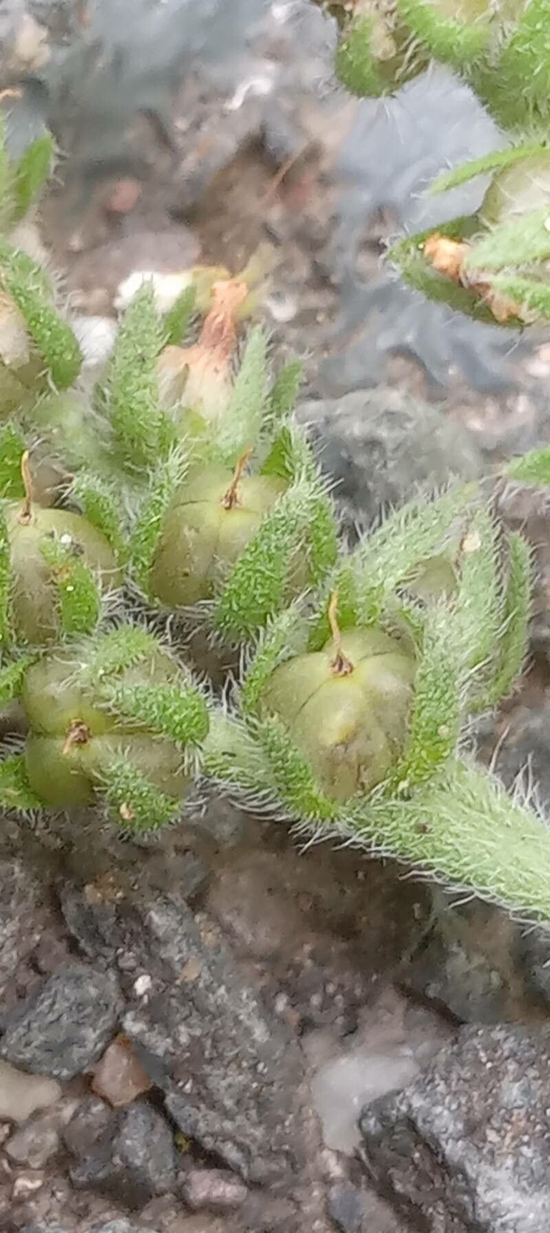 Heliotropium europaeum fruit