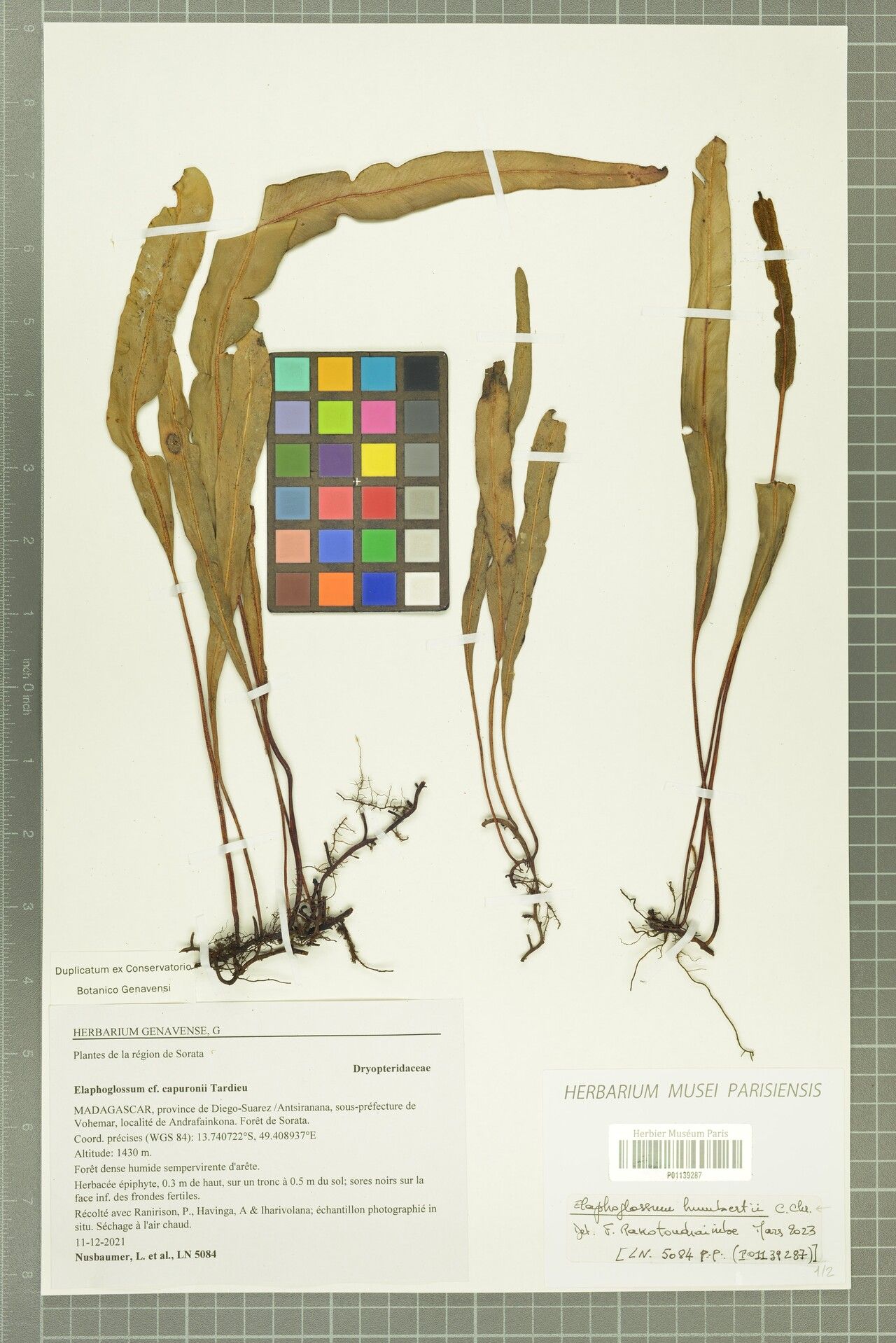 Elaphoglossum humbertii — houseplant care guide