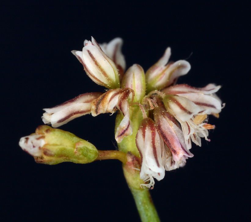 Eriogonum covilleanum flower