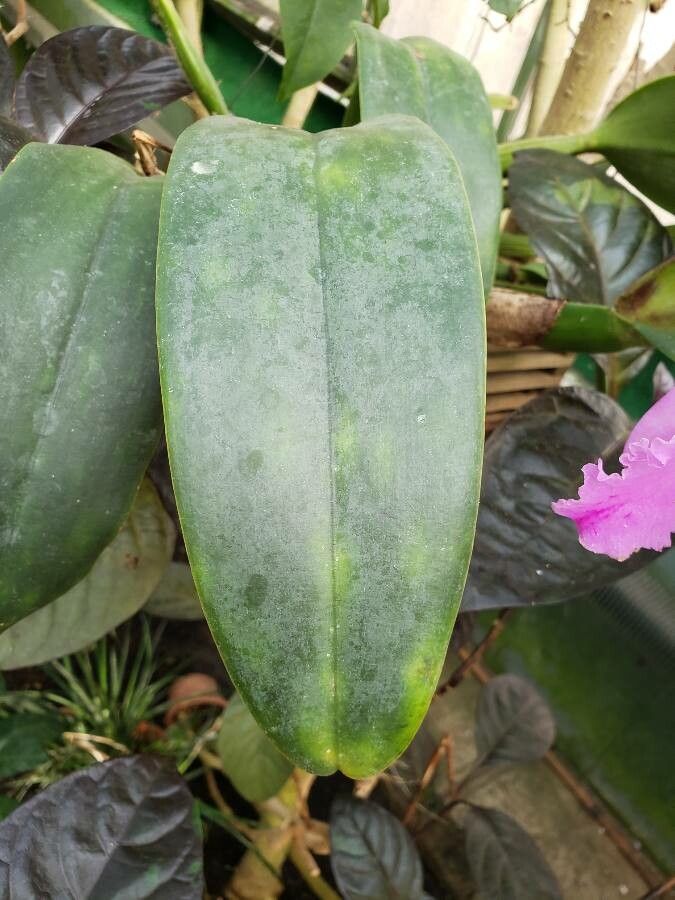 Cattleya trianae leaf