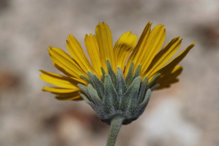 Enceliopsis nudicaulis — houseplant care guide