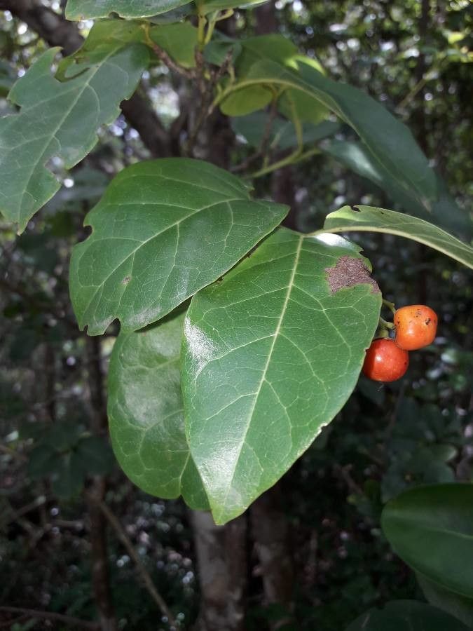 Bourreria succulenta leaf