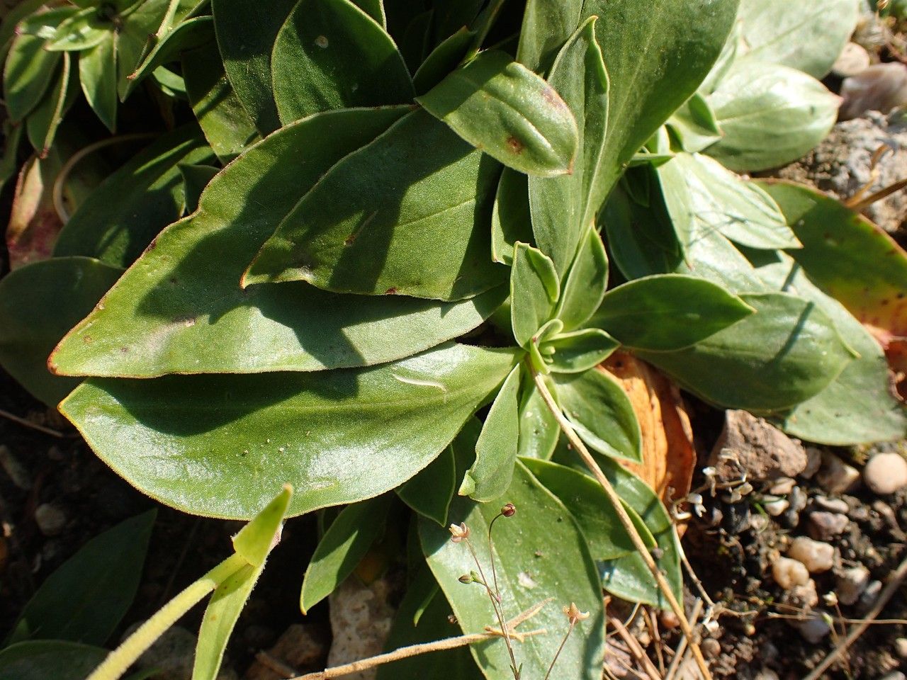 Silene zawadzkii habit