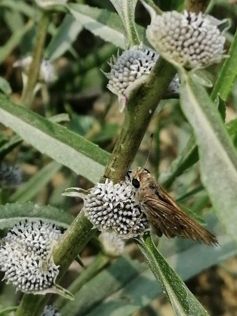 Caesulia axillaris — houseplant care guide