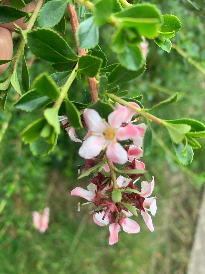 Escallonia virgata flower