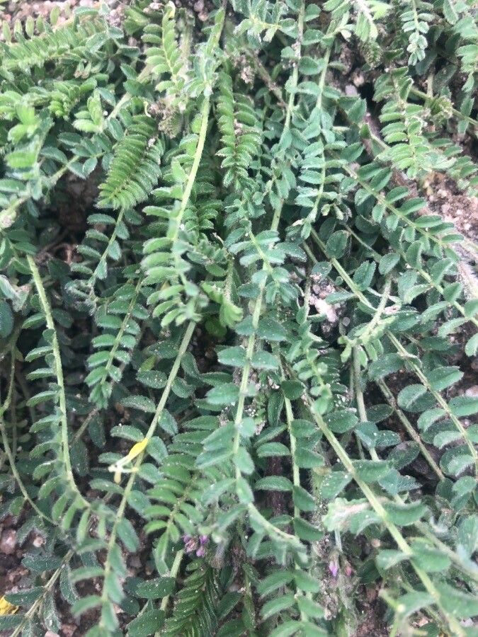 Astragalus sesameus — houseplant care guide