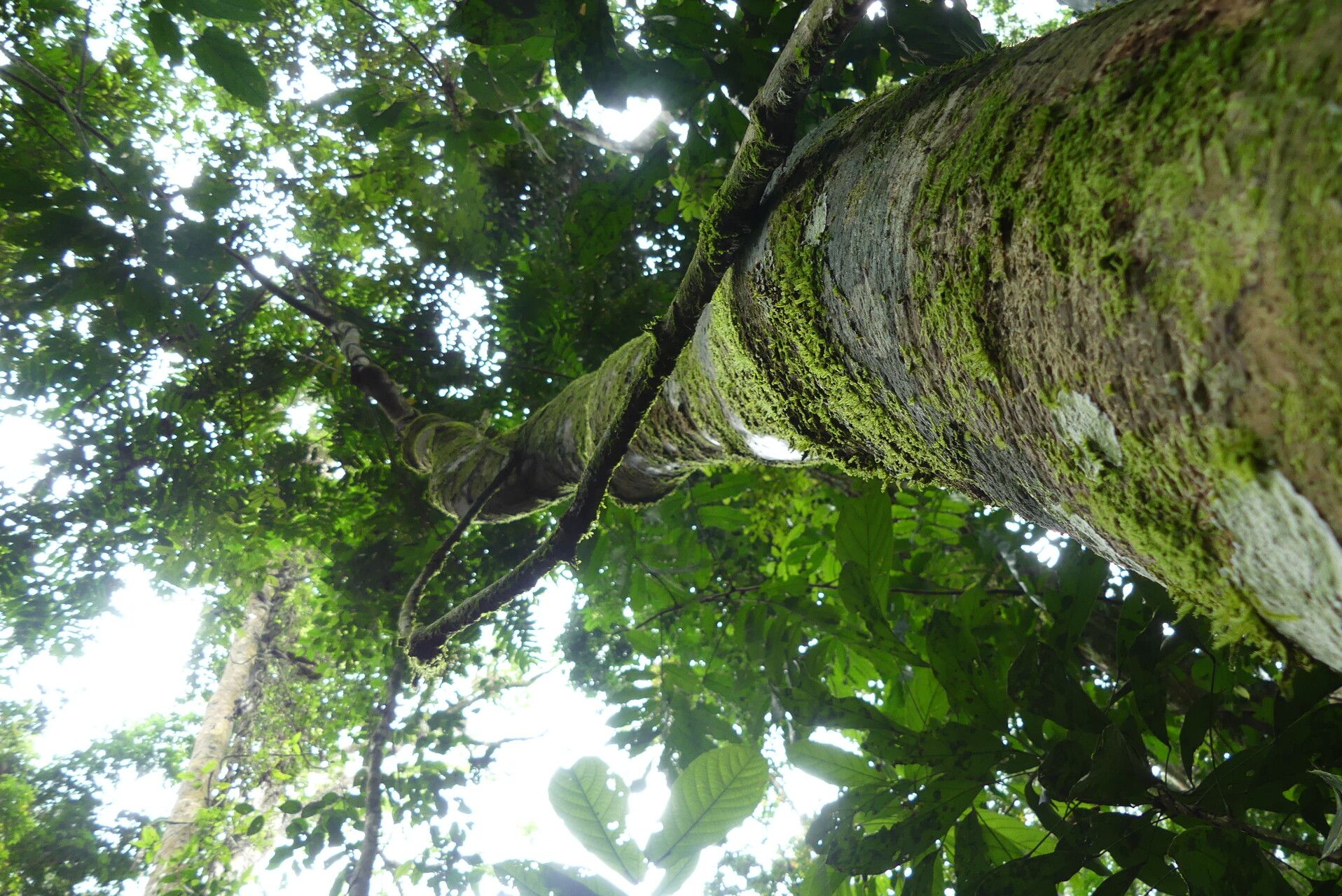 Pachylobus osika bark