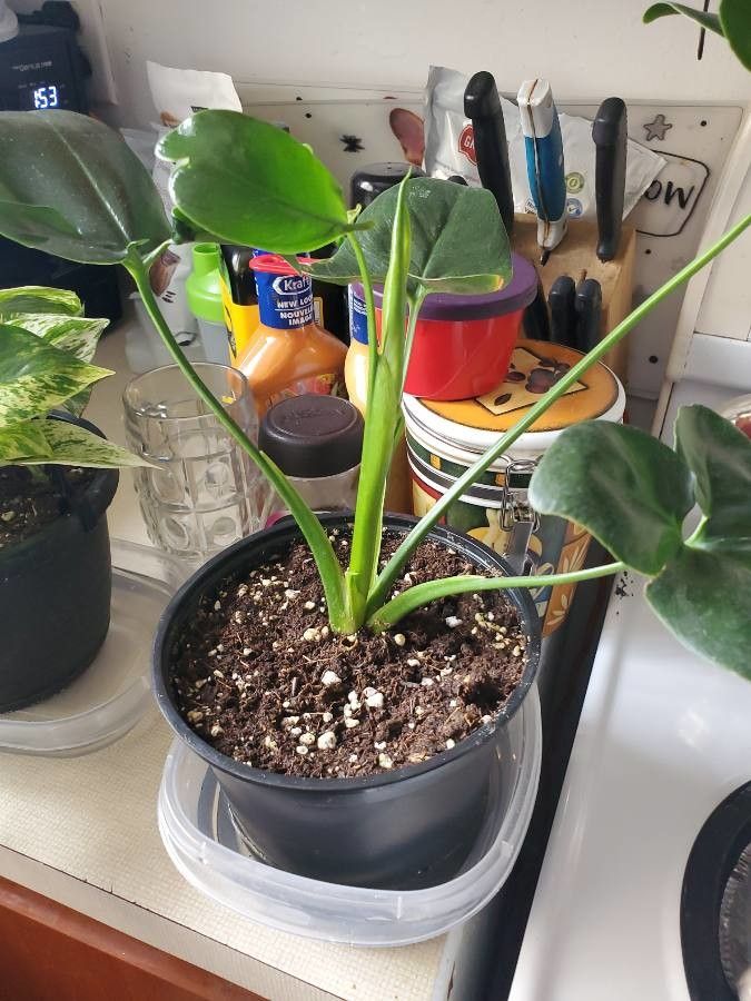 Philodendron goeldii habit