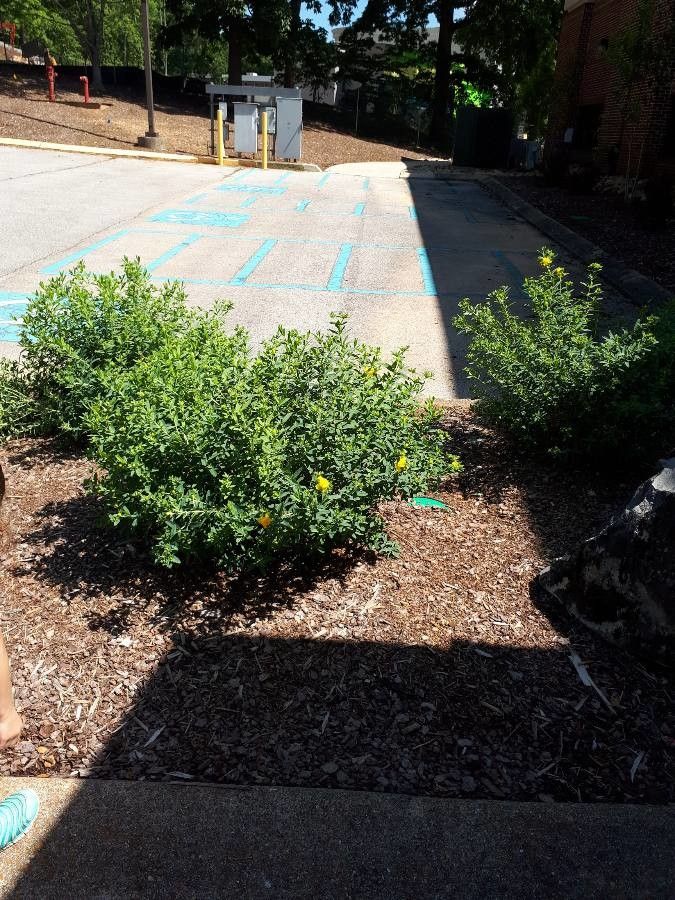 Hypericum frondosum habit