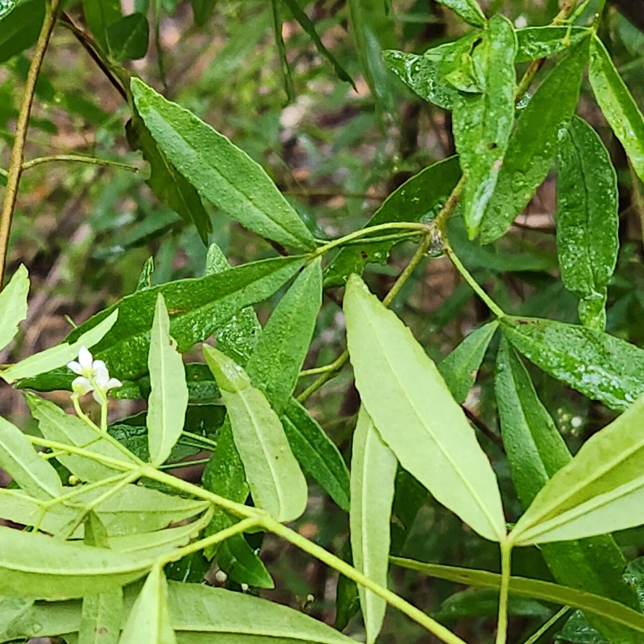 Zieria smithii leaf