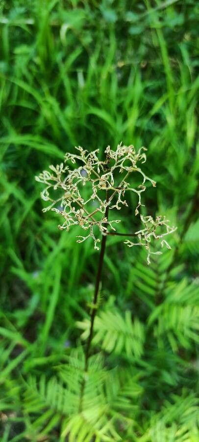 Valeriana wallrothii flower