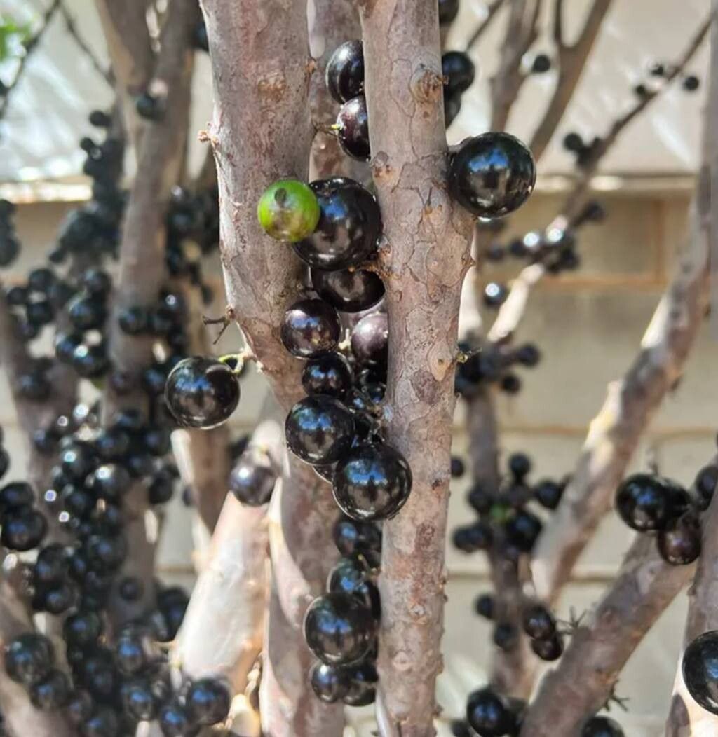 Plinia trunciflora fruit