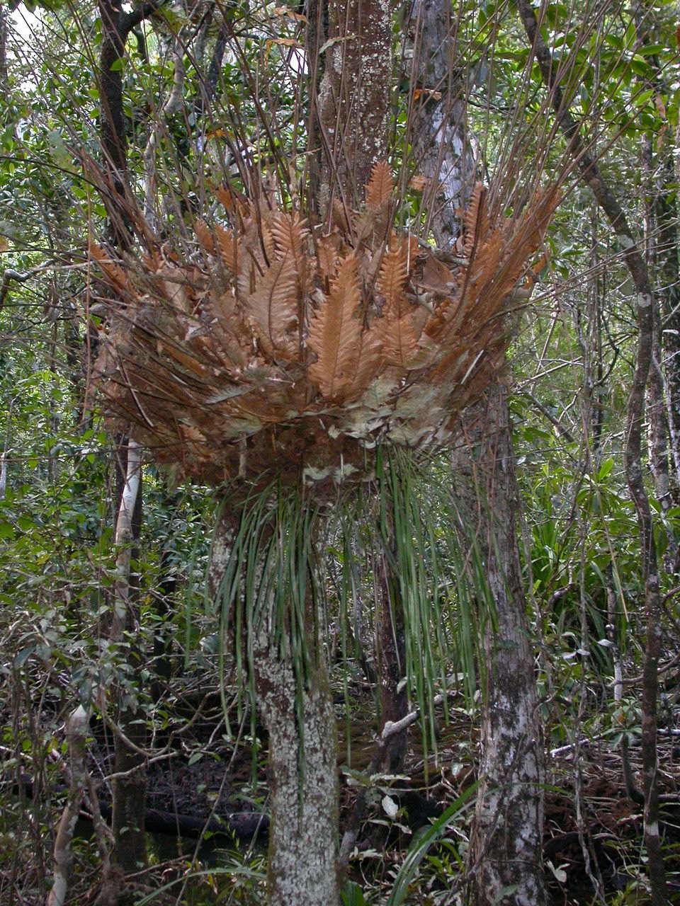 Drynaria rigidula habit
